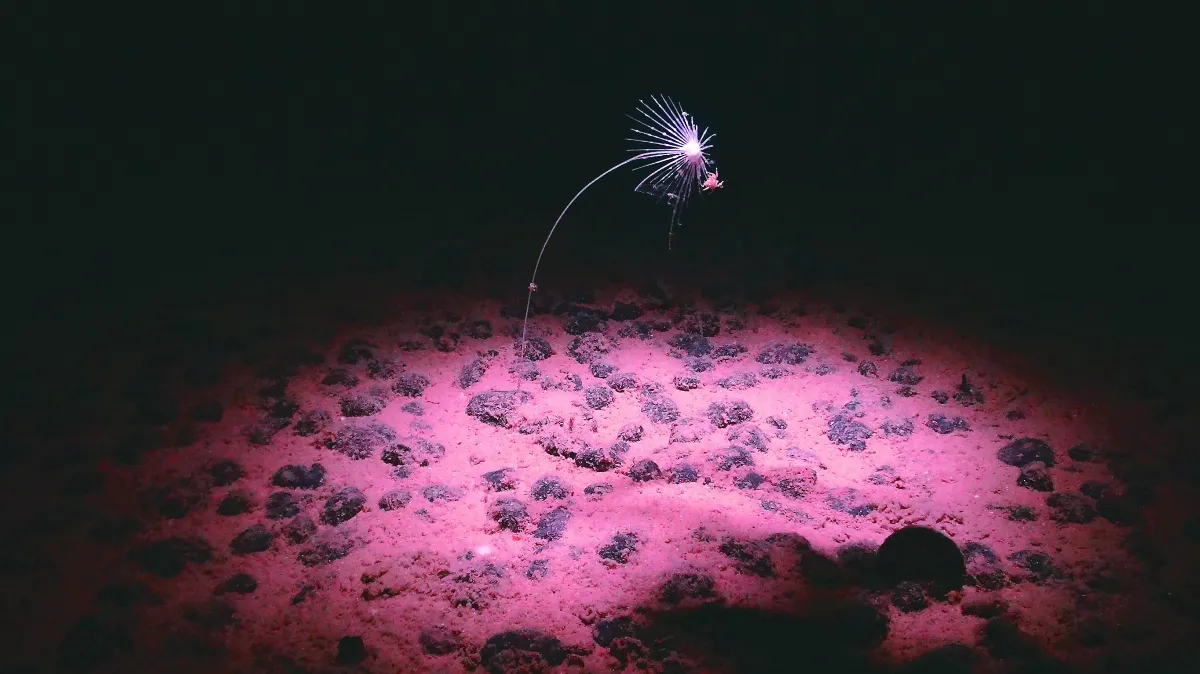 海洋深處 發現超新星爆炸痕跡