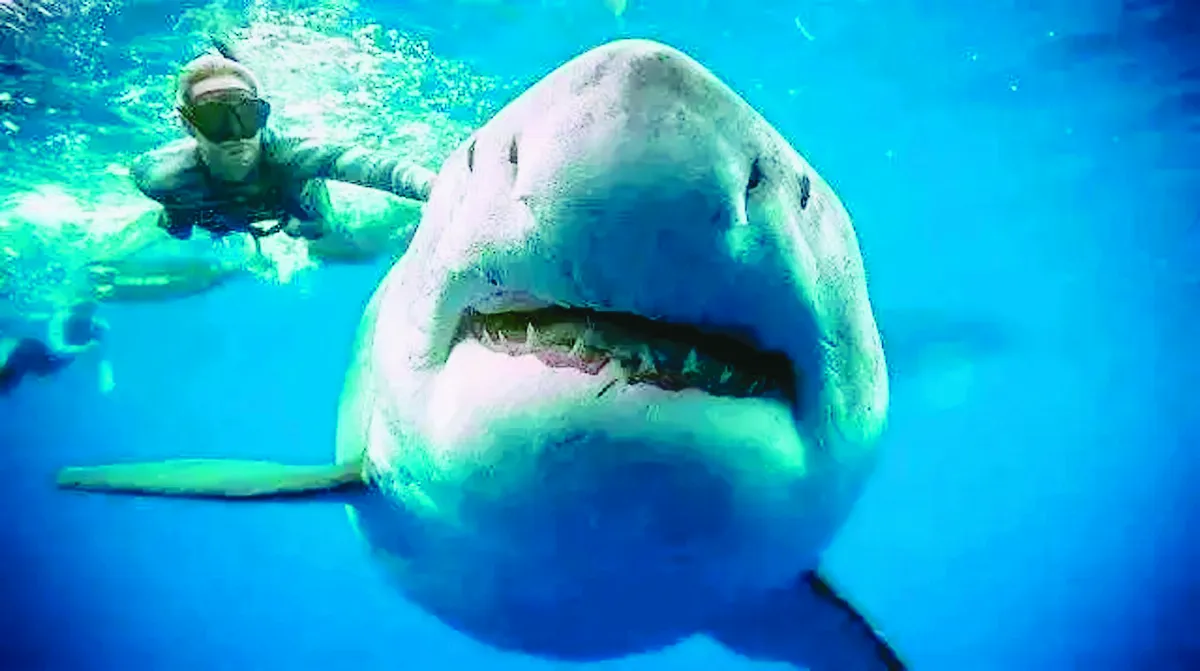 鯊天使Zenato 鯊口取鉤30年