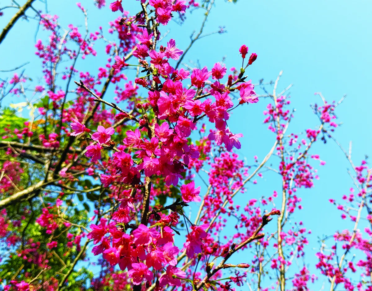 【十步芳草】處處山櫻花壓枝