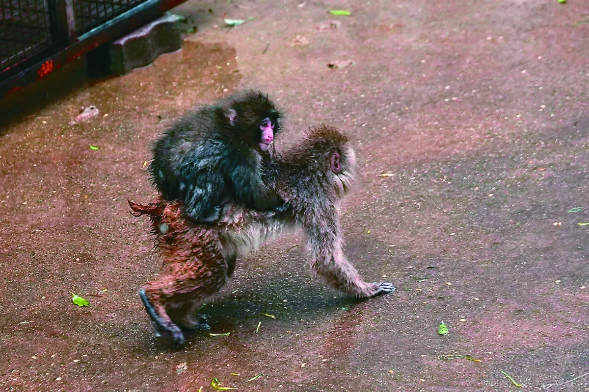 漸放下玩偶 日獼猴Punch抱真同伴
