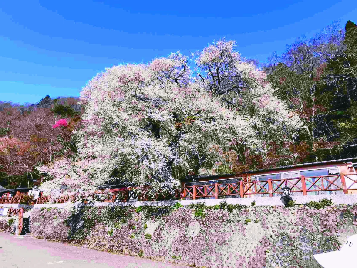 霧社櫻王 花開近八成