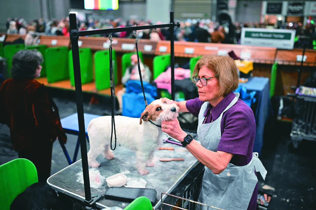 呵護毛孩 百年犬展首納美容賽