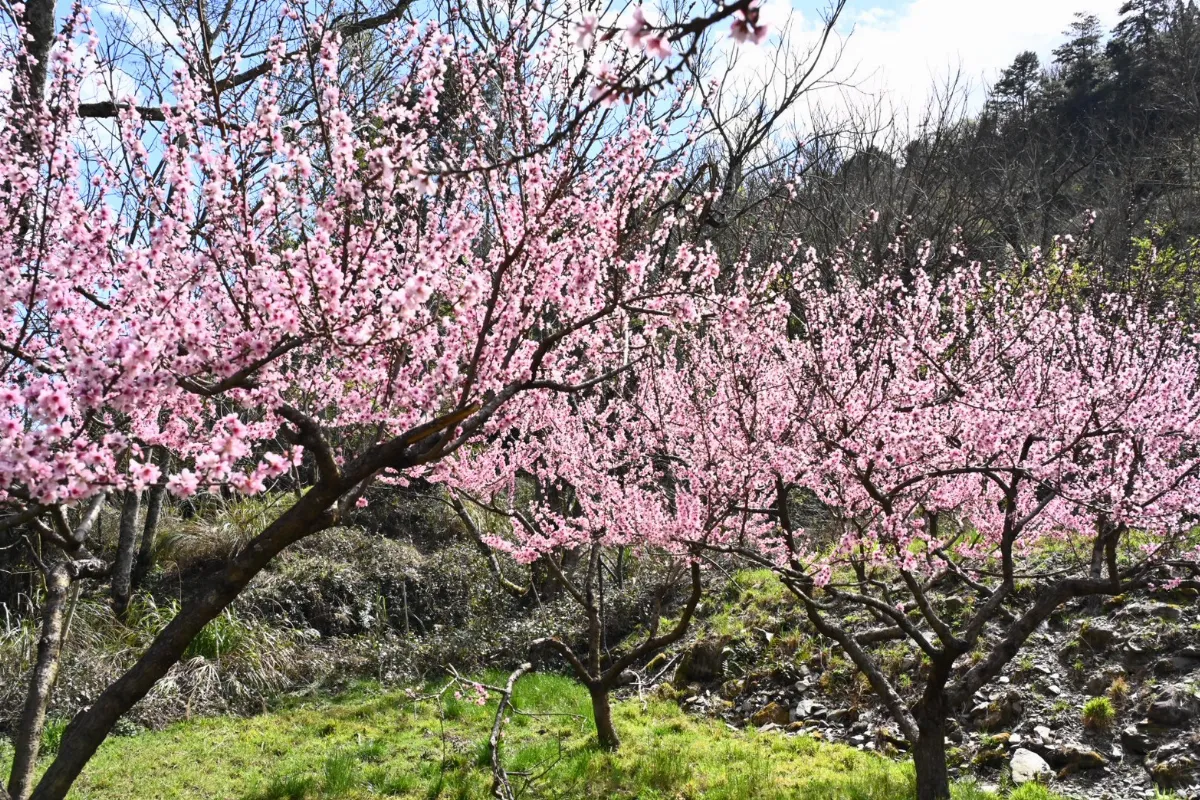 武陵櫻花季近尾聲 霧社櫻與桃花花海再掀賞花潮