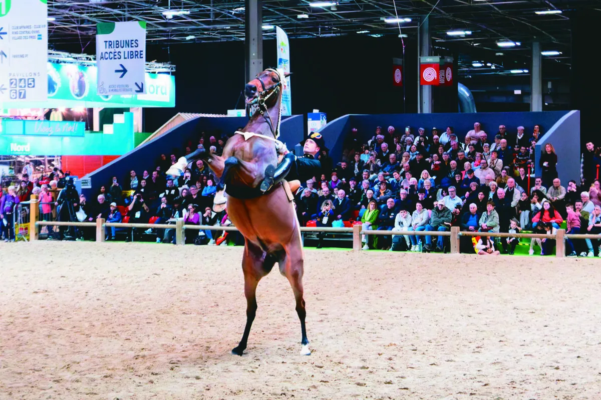 鞠躬跳 黑騎士展演法國傳統馬術