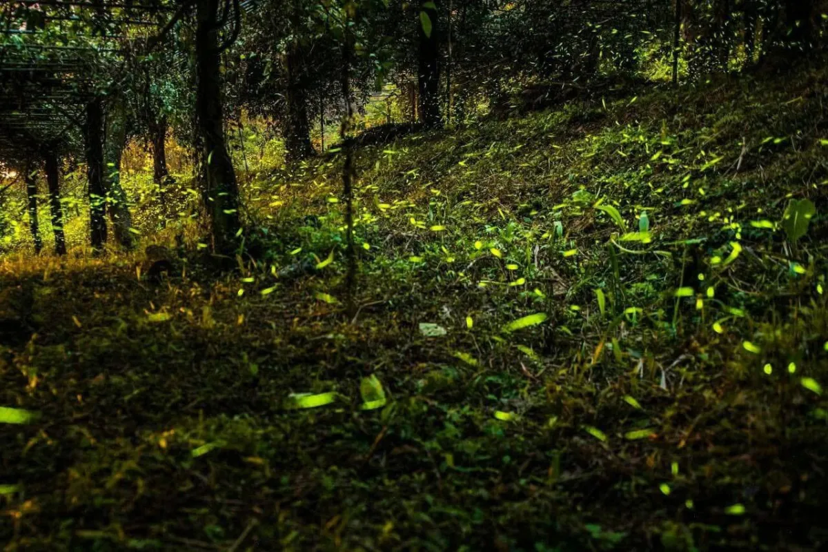 春夜最美星河　那瑪夏賞螢季邀你走進夢幻仙境