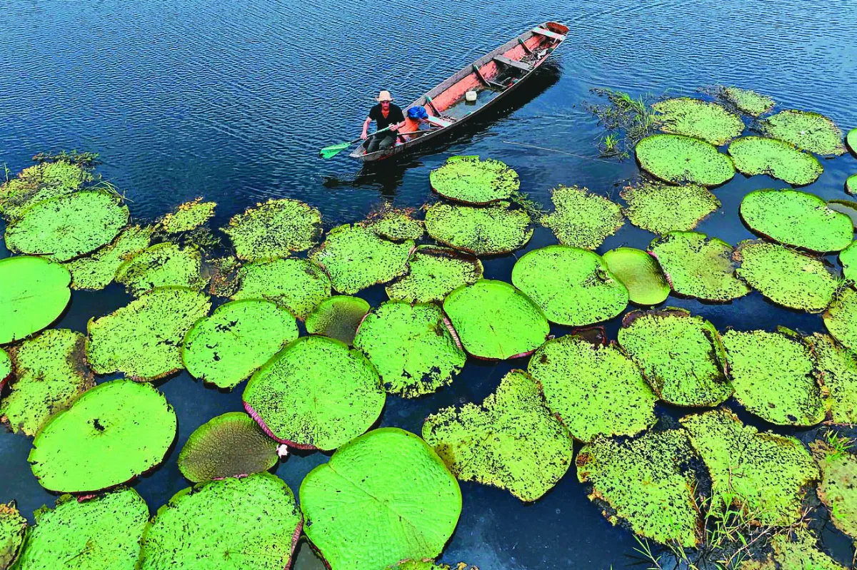 亞馬遜王蓮 纖維可製袋