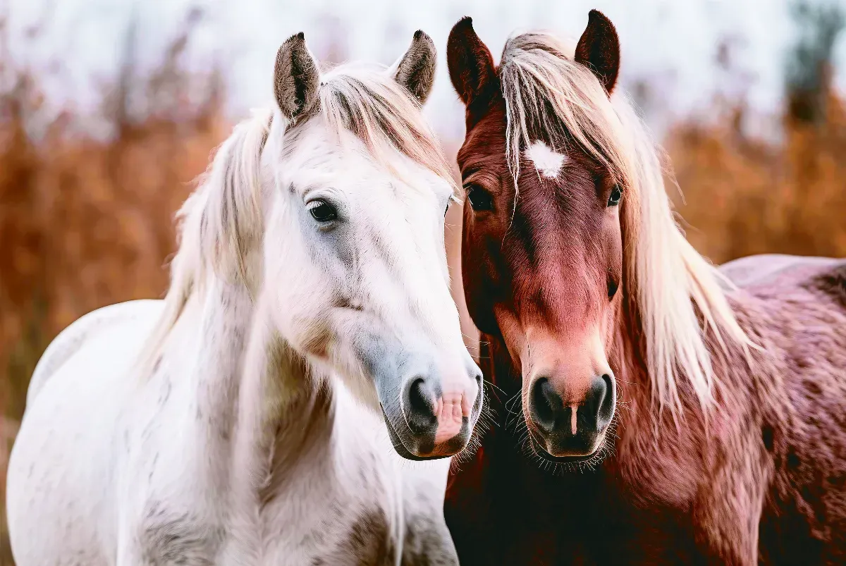 馬兒懂得趨吉避凶