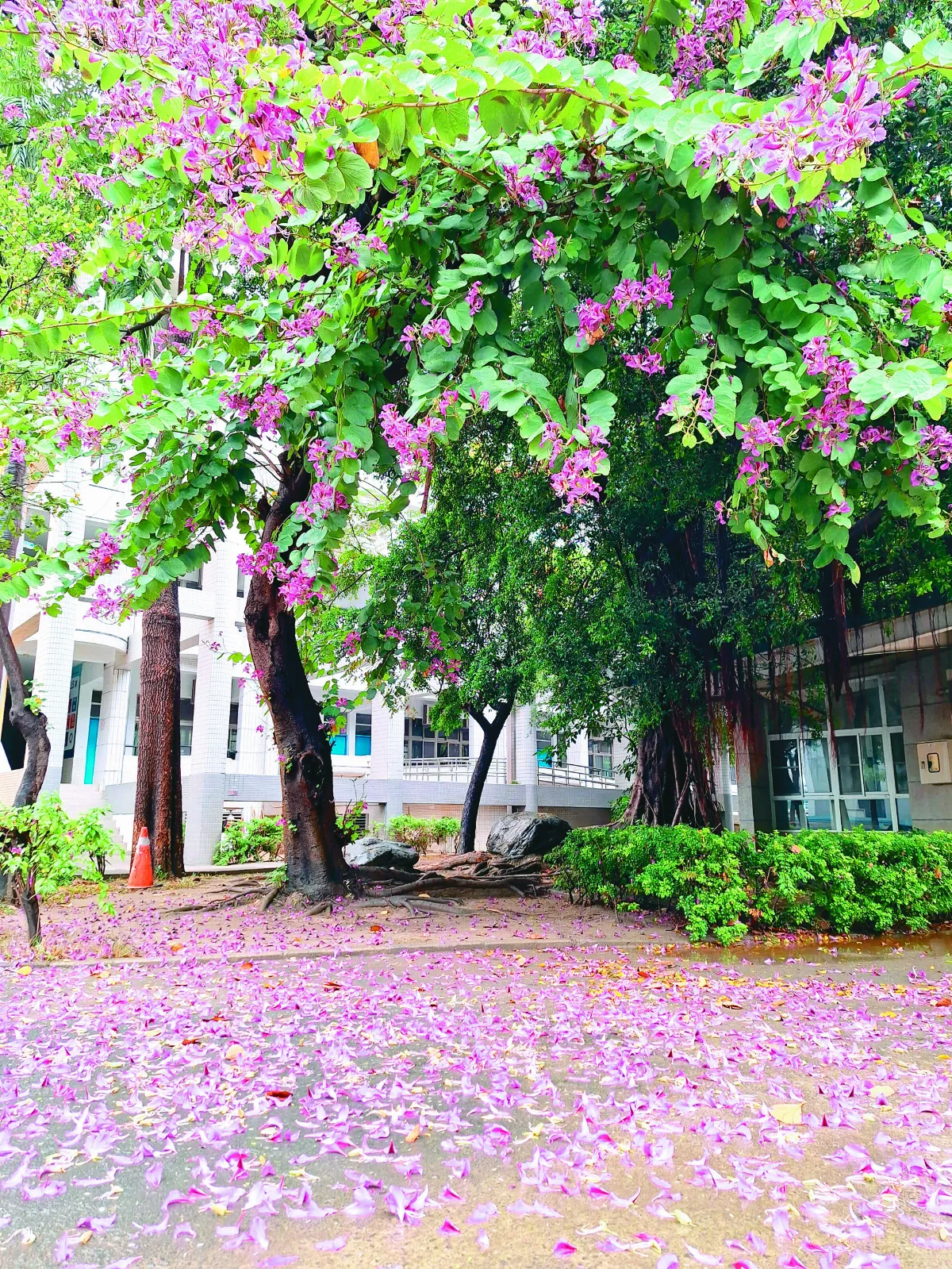 【生活快門】花的眼淚