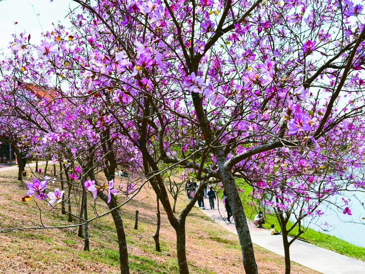 千株南洋櫻  南科怒放