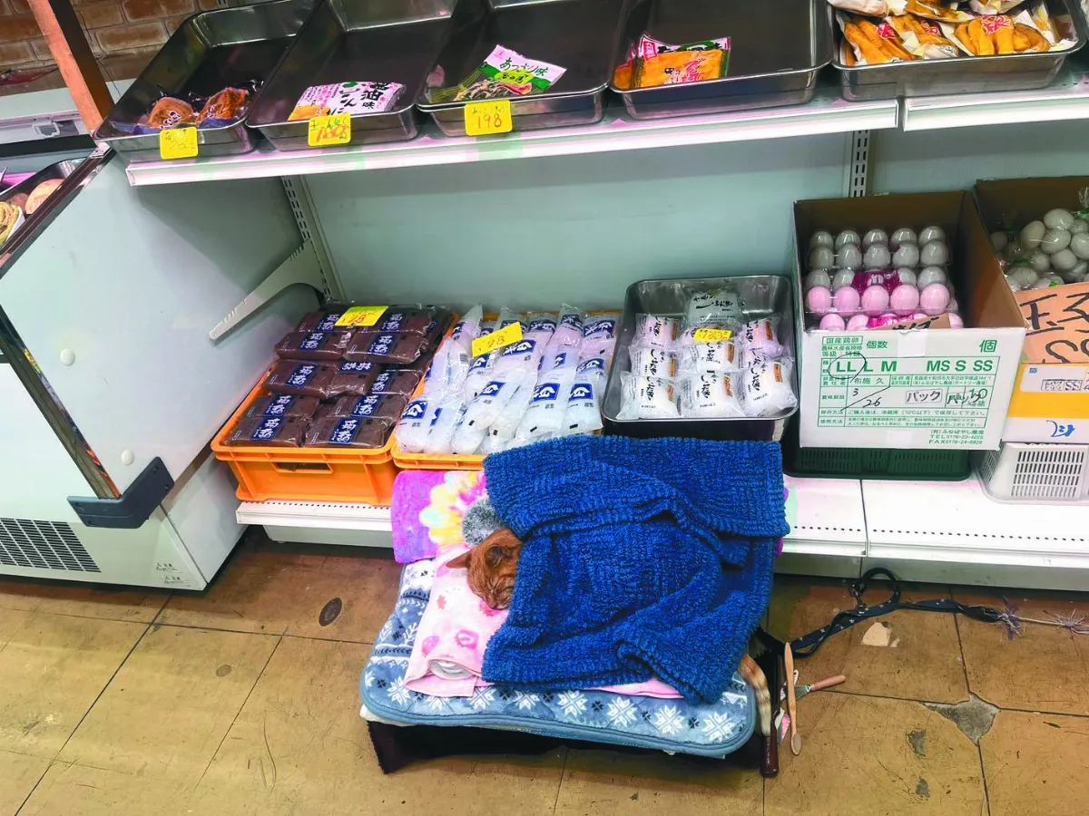 店貓上班摸魚睡翻 萌樣逗樂網友