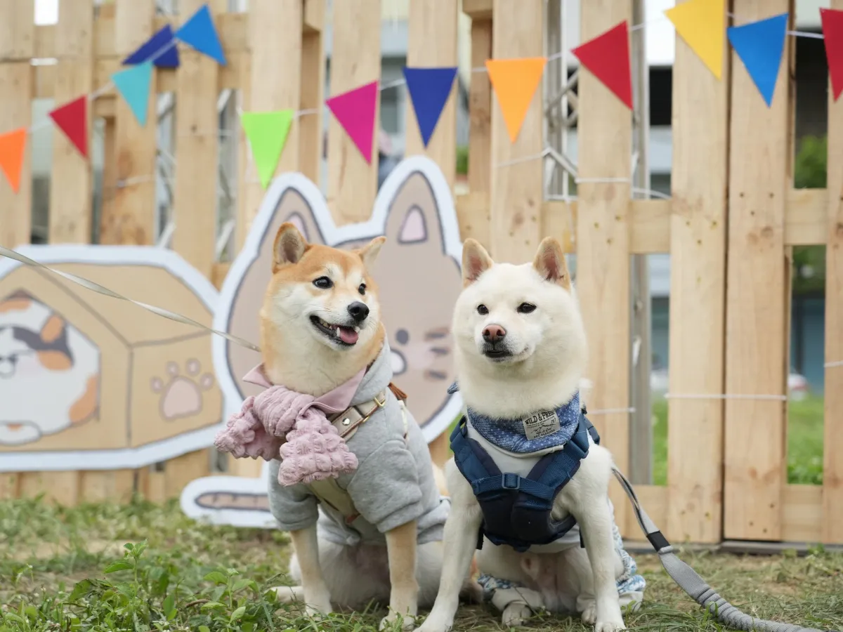 看懂「10大求救訊號」 守護毛孩健康