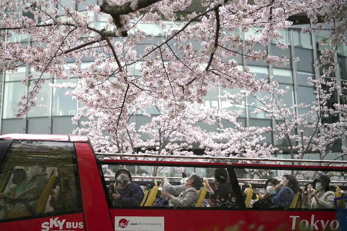 日本氣象廳正式宣布東京櫻花開 較去年早5天