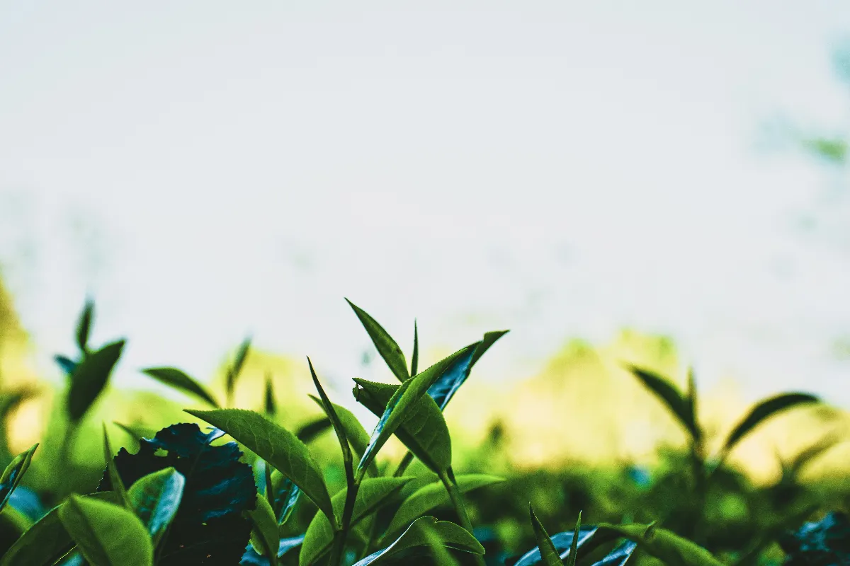 【創作花園】幫爺爺種茶樹  