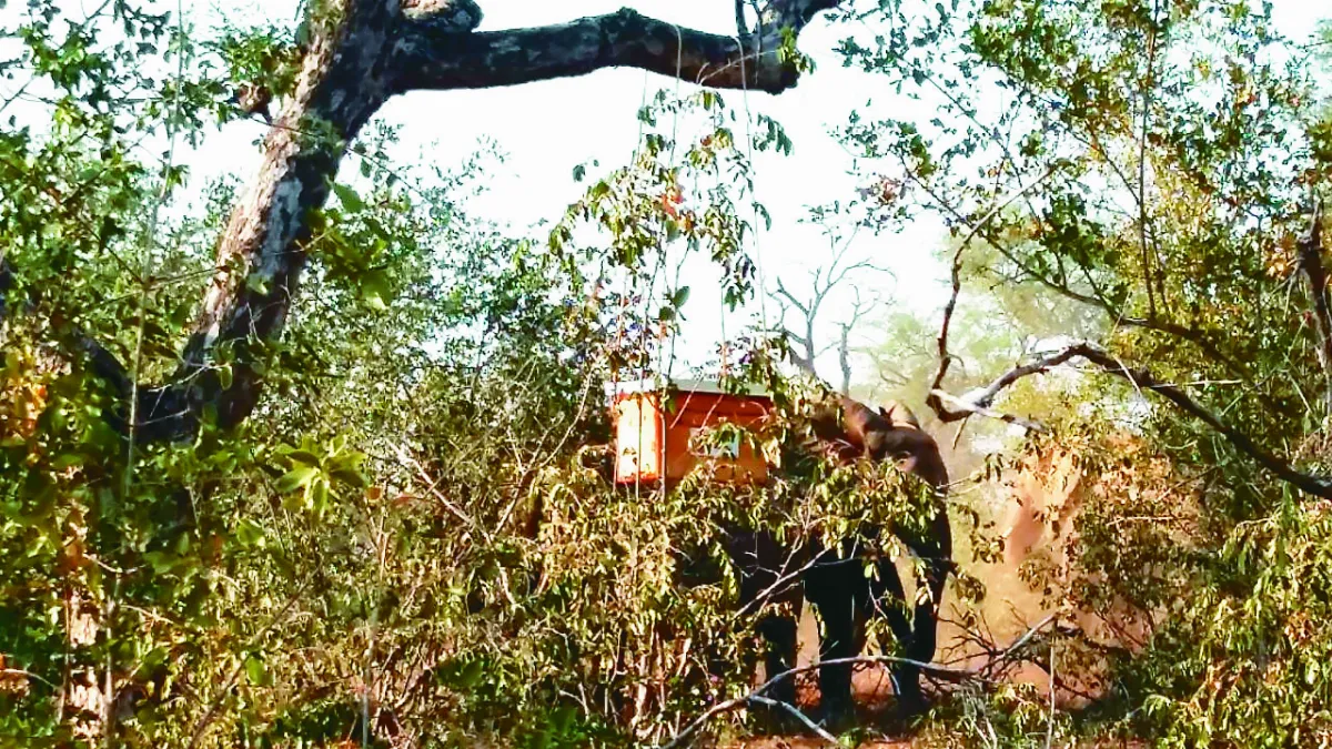 非洲人象共享生存空間 蜜蜂化解衝突