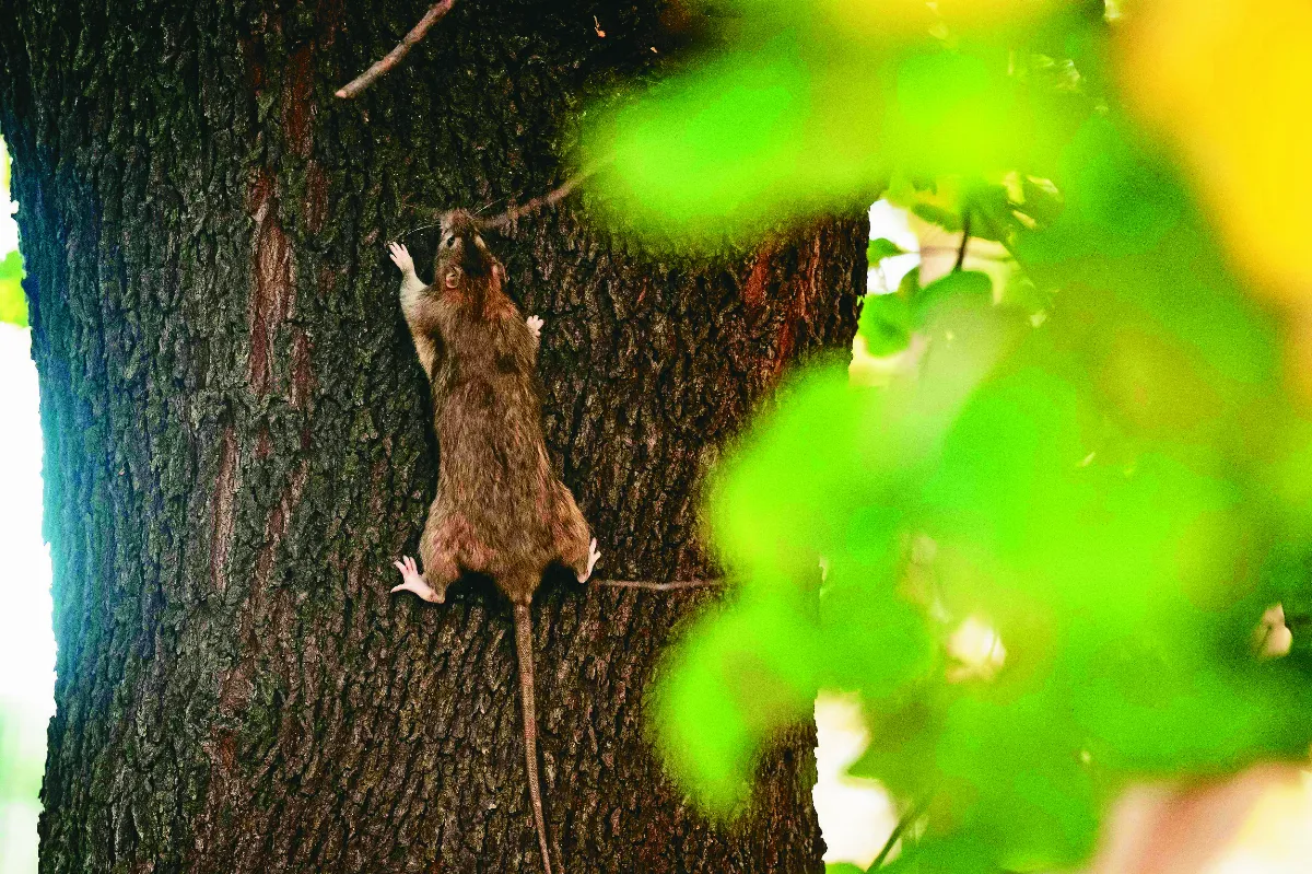 生物學家新觀點 囓齒動物靠指甲稱霸