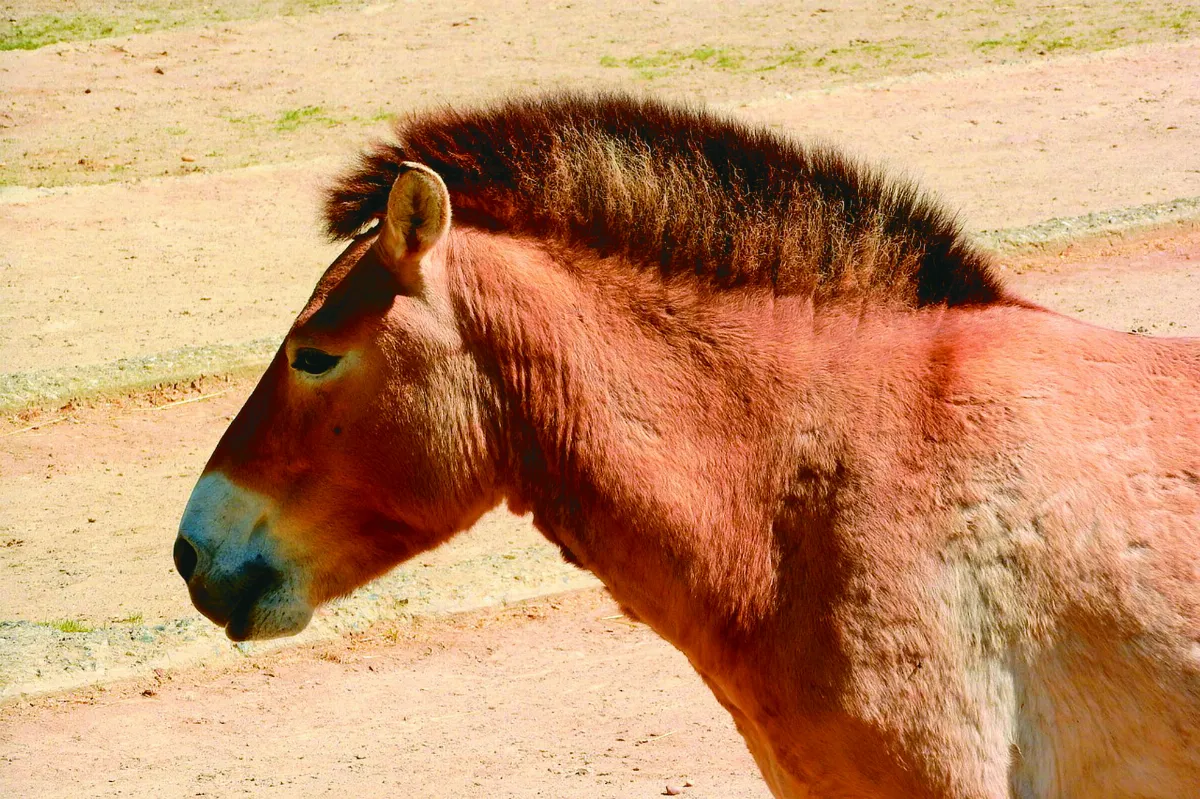 戰爭 改變野生動物生態