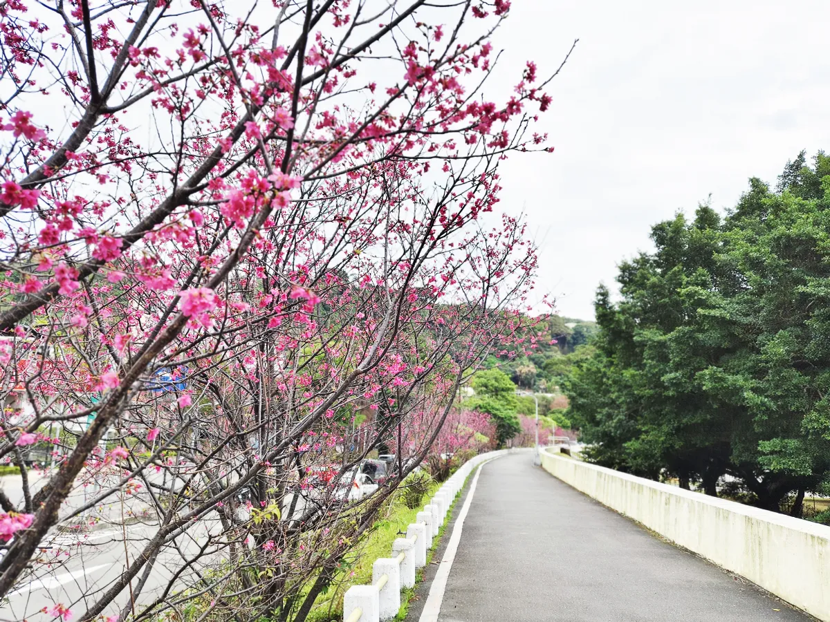 【轉角風景】幽靜觀賞 三色寒櫻