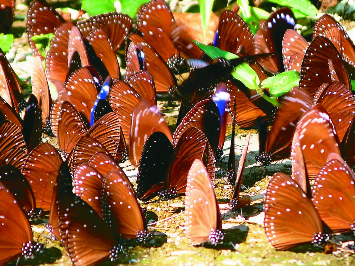 紫斑蝶遷徙 空中蝶河奇景