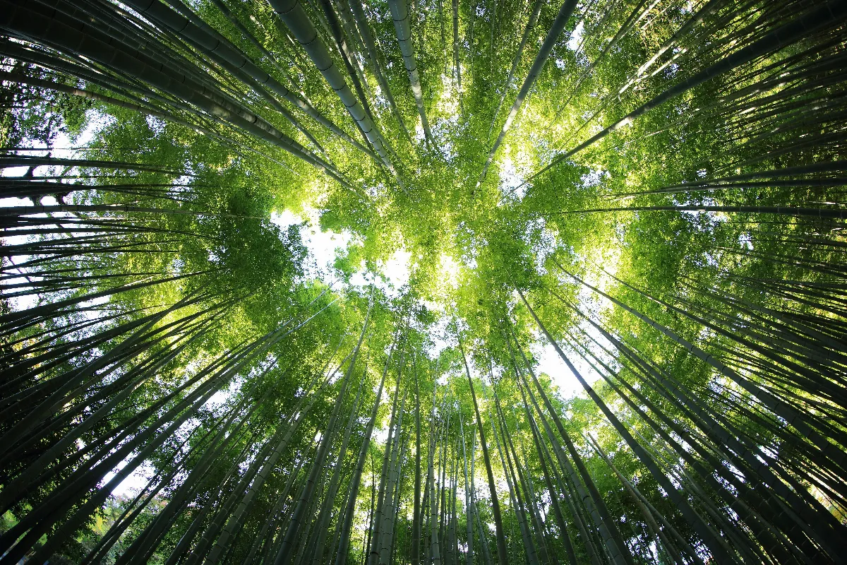 【詩】善哉，竹