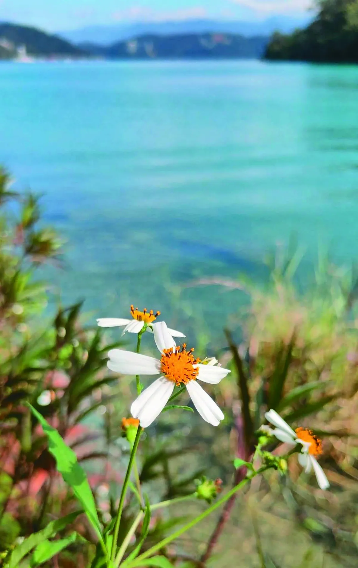 【詩】白花鬼