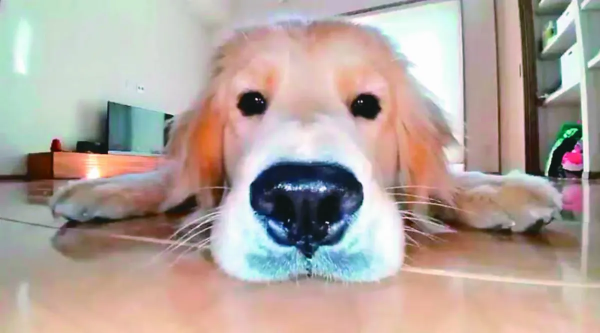 黃金獵犬 認真邀玩掃地機器人