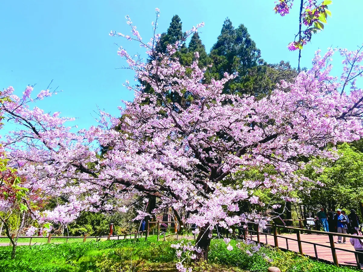阿里山櫻王 盛開