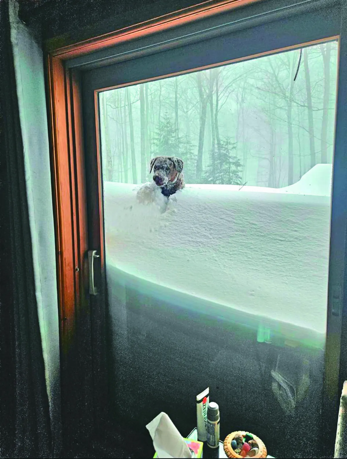 狗狗愛冒險 冒大雪串門子找朋友