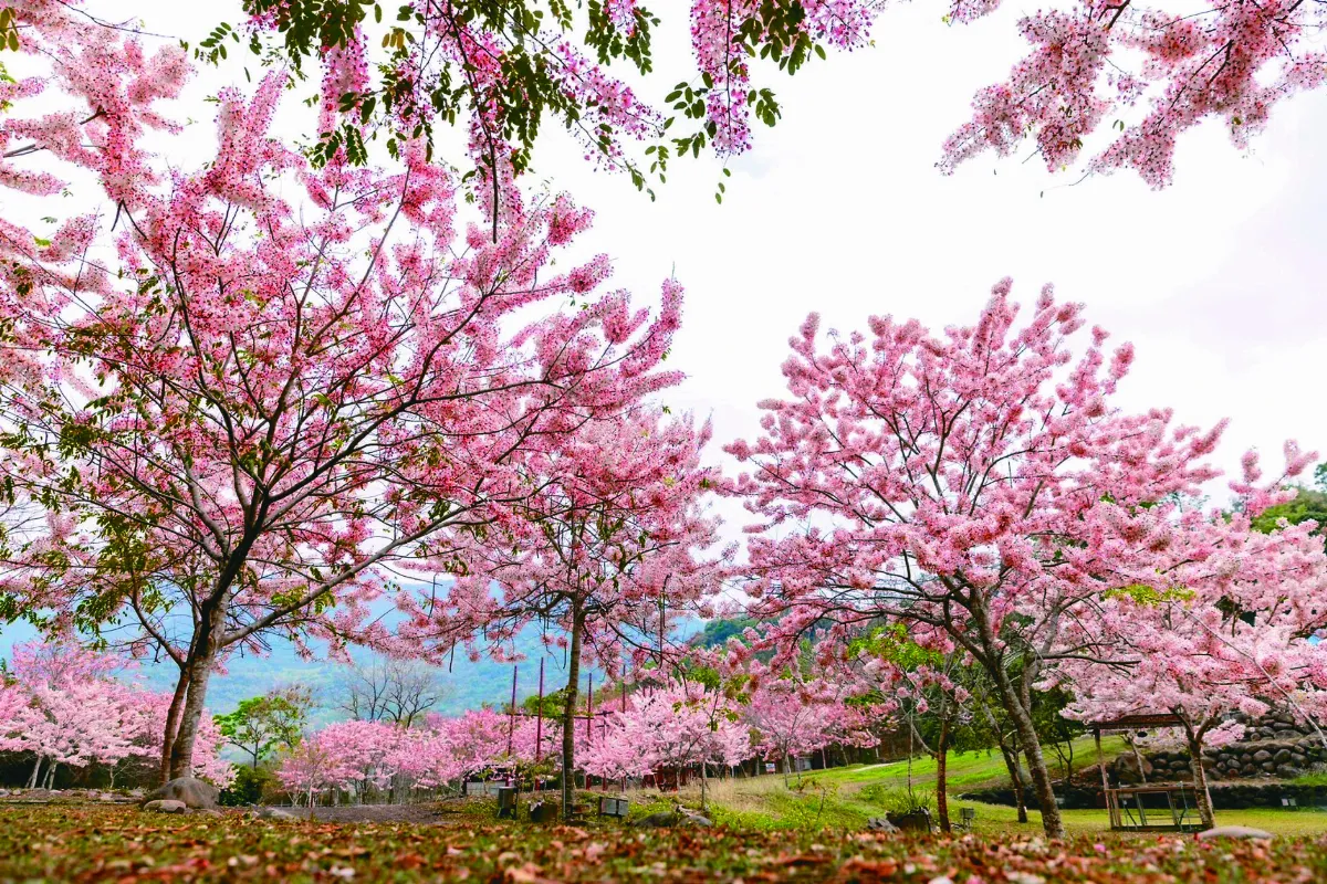 六龜湯旅季 遊賞花旗木