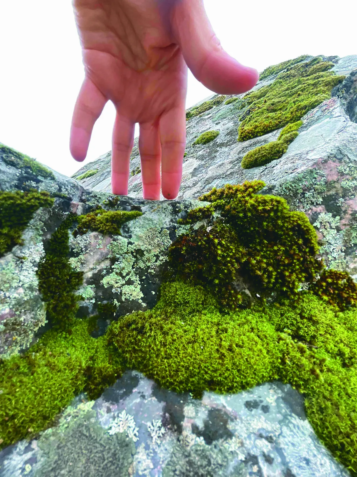 【草木筆記】天空之城的地衣