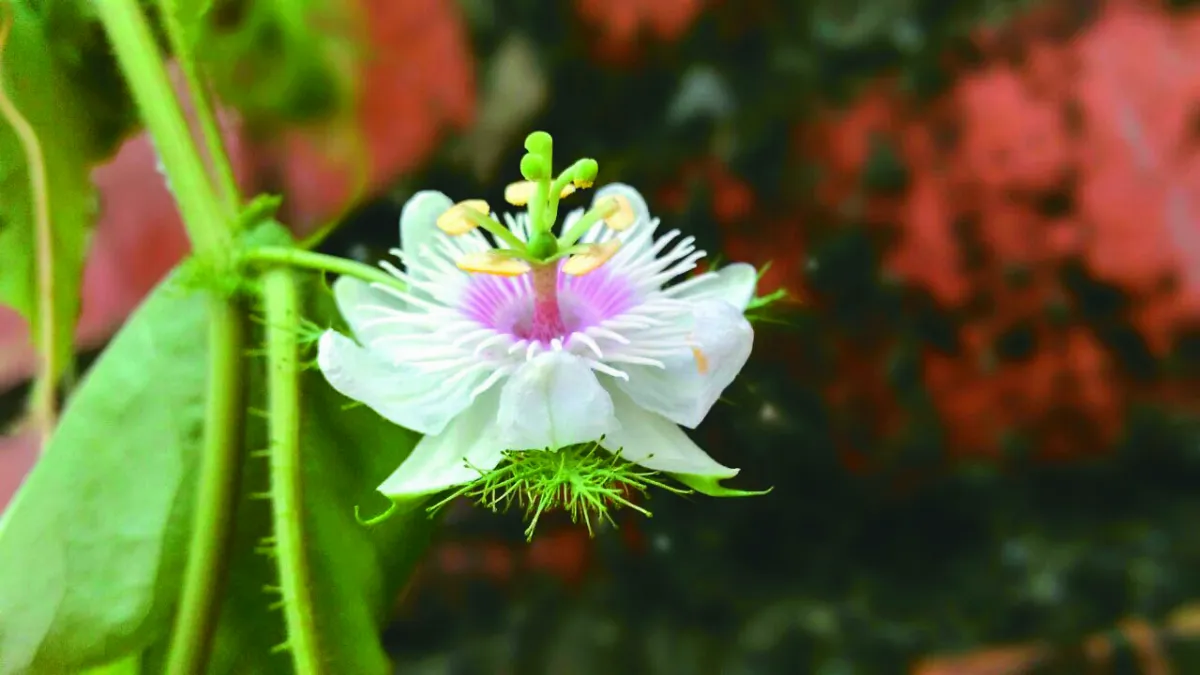 【植感生活】蜂采時光
