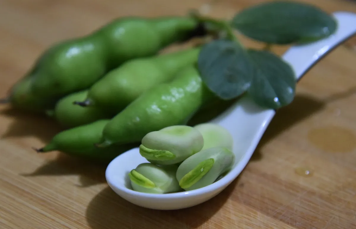 【食說新語】翠莢中排淺碧珠