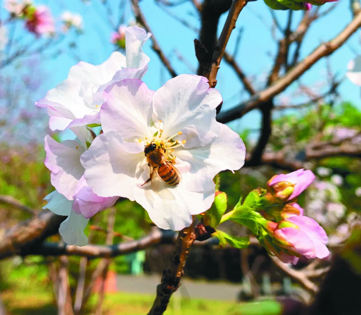 【生活快門】春意濃