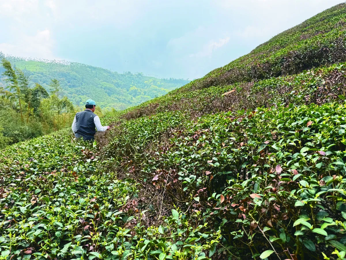 乾旱嚴峻 雲林古坑春茶產量腰斬