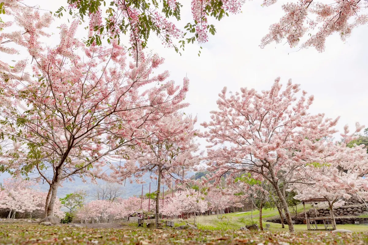 賞花祈福必遊 浪漫「粉紅雨」花旗木盛開 