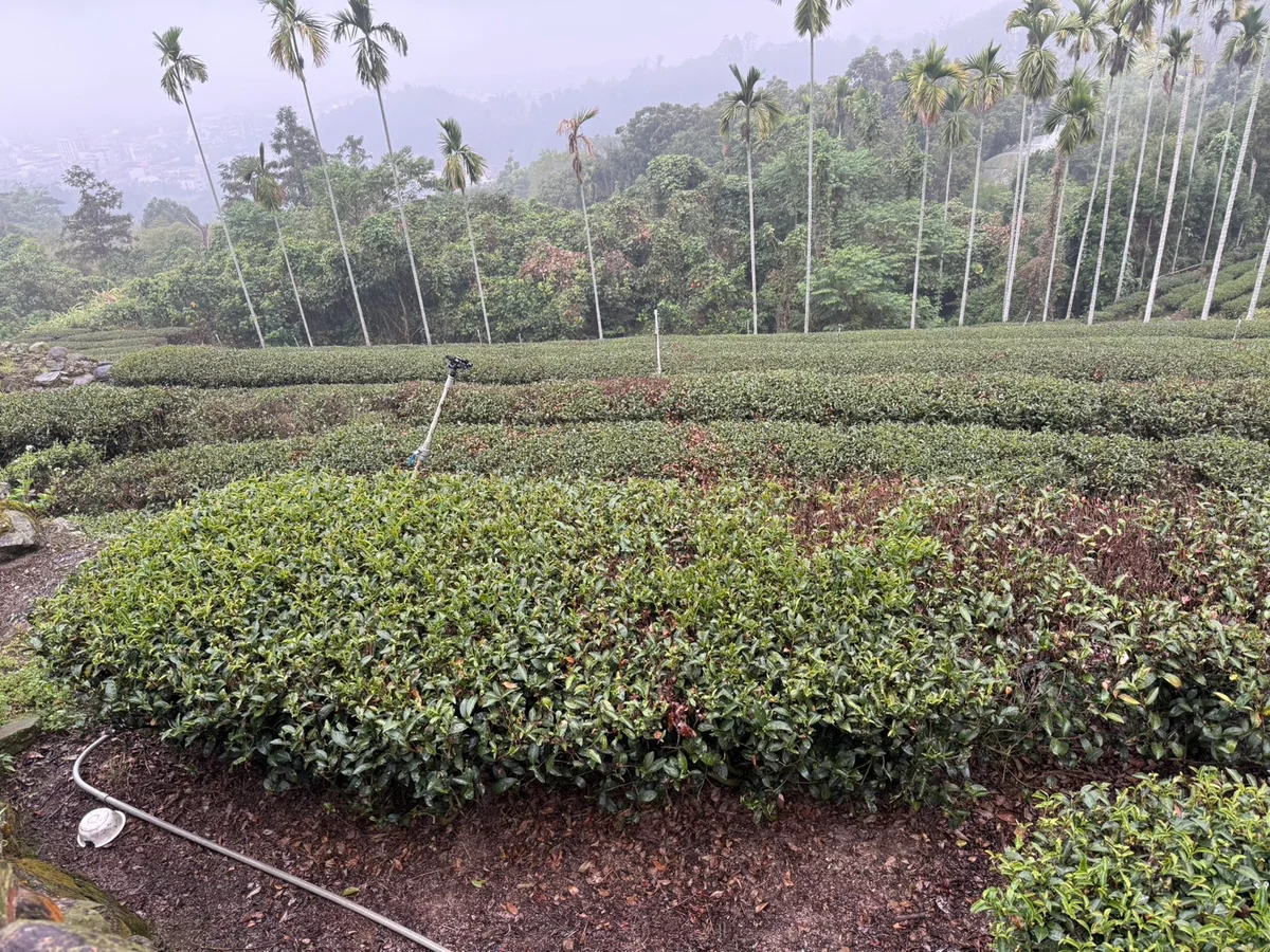 乾旱茶葉不萌芽 竹山、鹿谷春茶產量恐減半