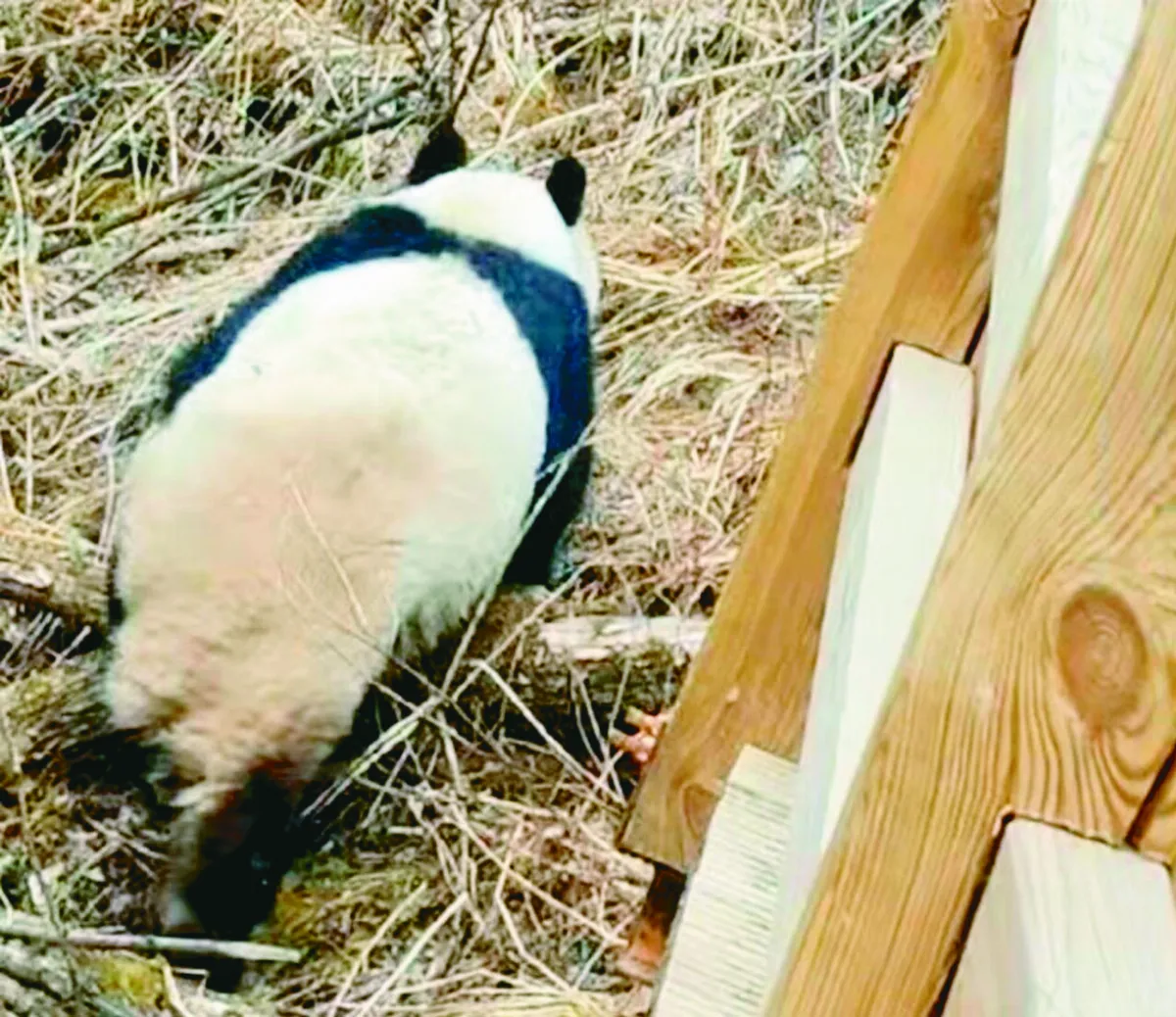 九寨溝地震後 首次拍到野生大貓熊