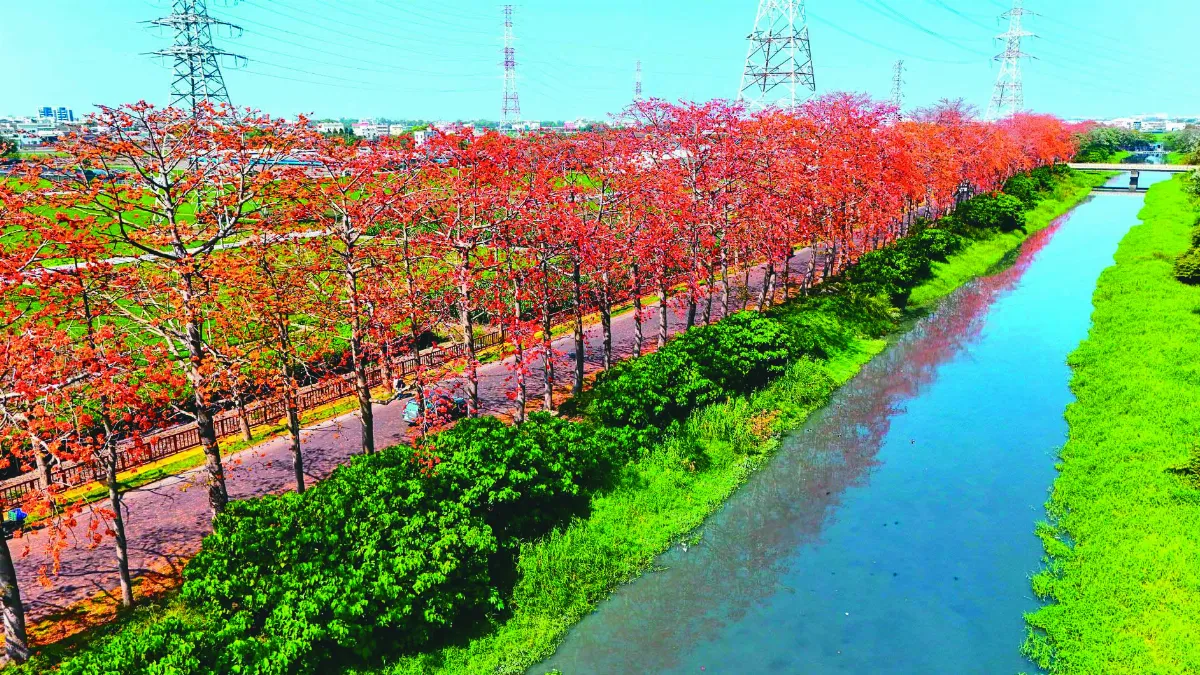 東螺溪畔木棉道 火紅花朵盛開