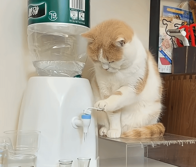 這喵專業！精準裝水一臉淡定