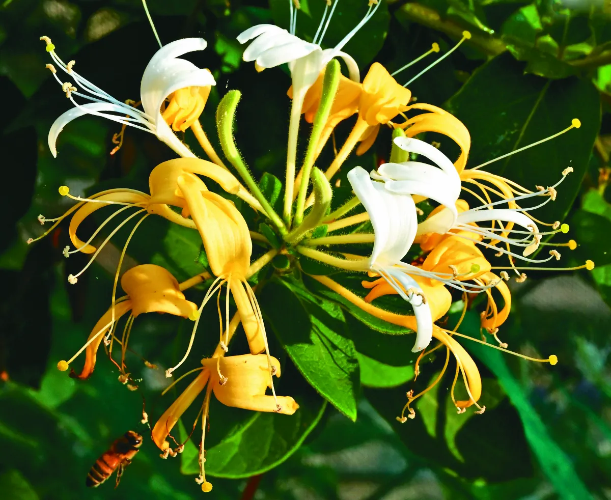 【植日光年】忍冬賞玩金銀花