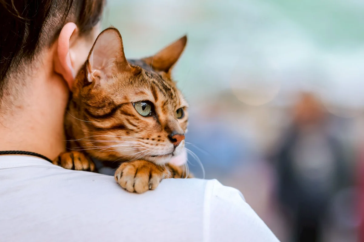 貓皇植民身分認證上路 晶片守護毛孩一生