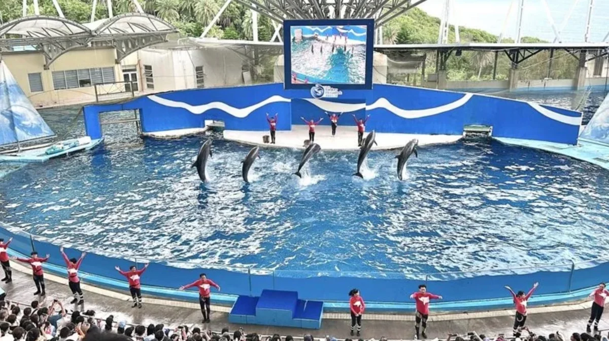 陪伴10年落幕 遠雄海洋公園海豚秀轉型守護基地