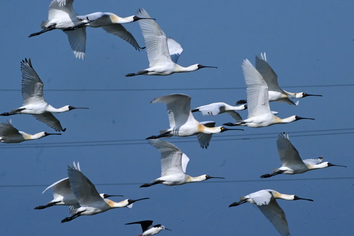 黑面琵鷺數量創新高  台灣成全球最重要度冬棲地