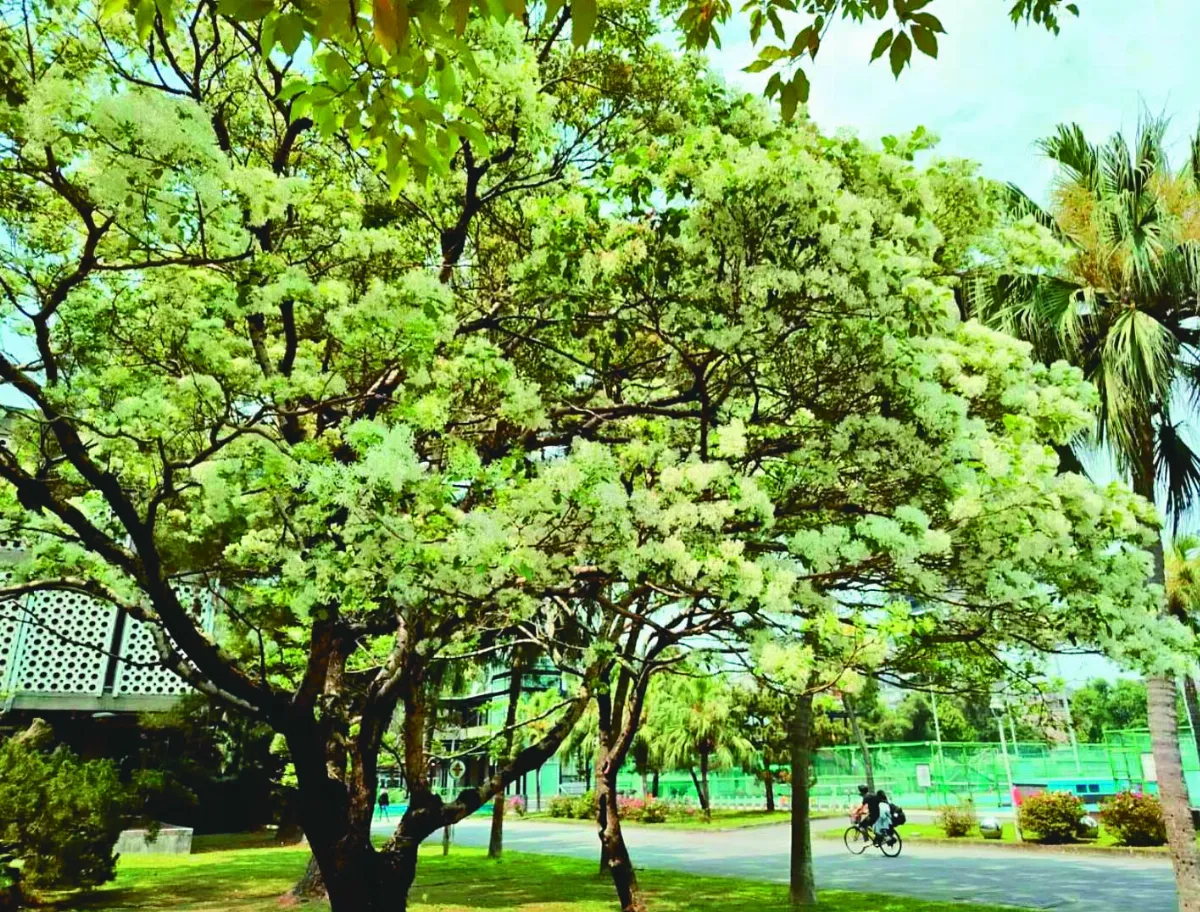 流蘇花 已盛開