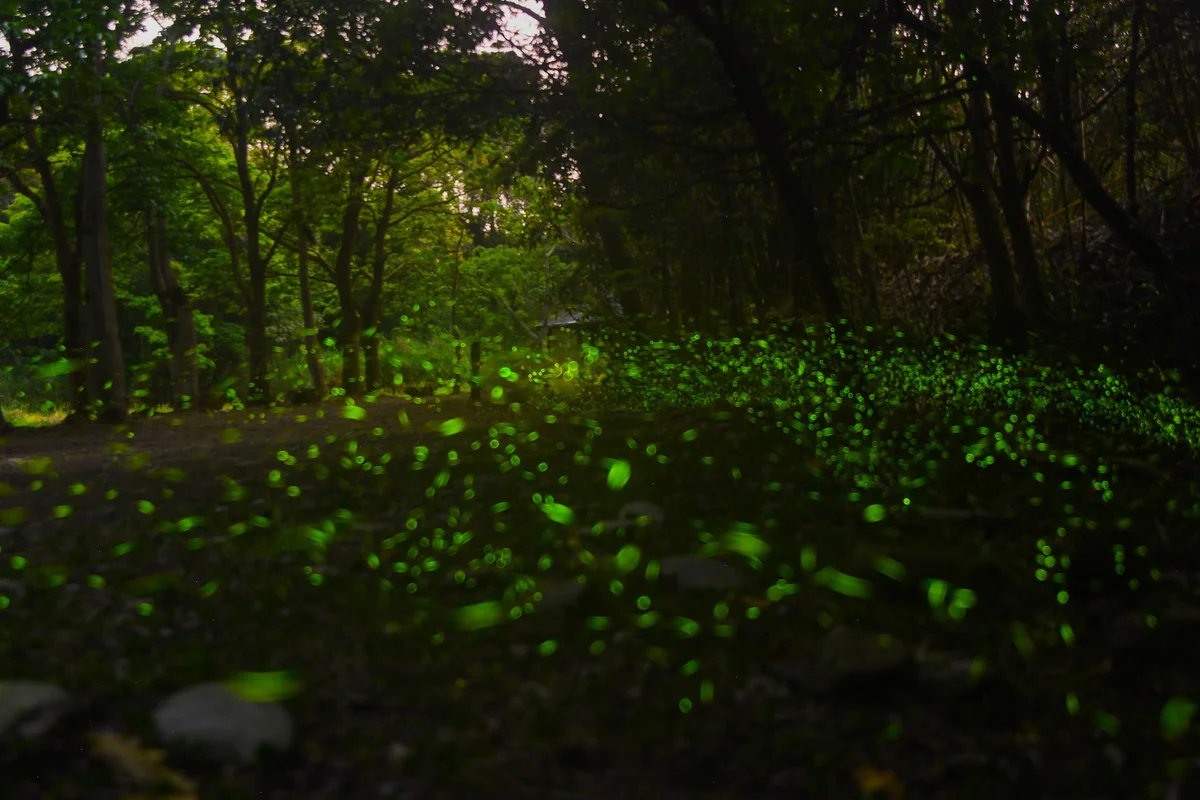 日月潭星光螢火季起跑 8大地區賞螢光閃耀