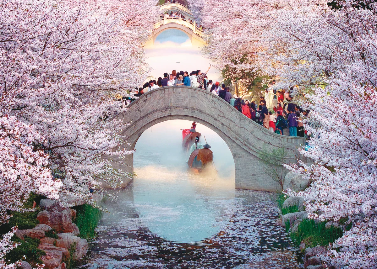 江蘇夢幻櫻花河