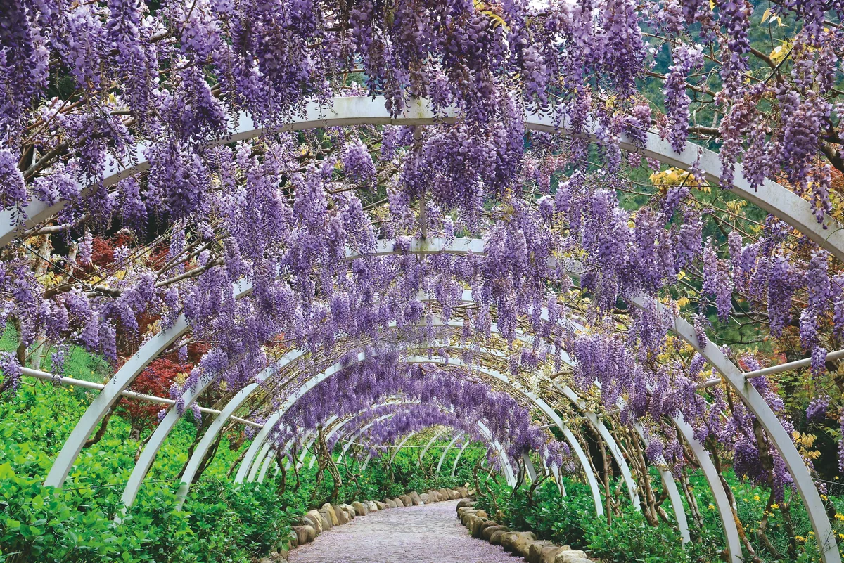 杉林溪園區 紫藤花盛開