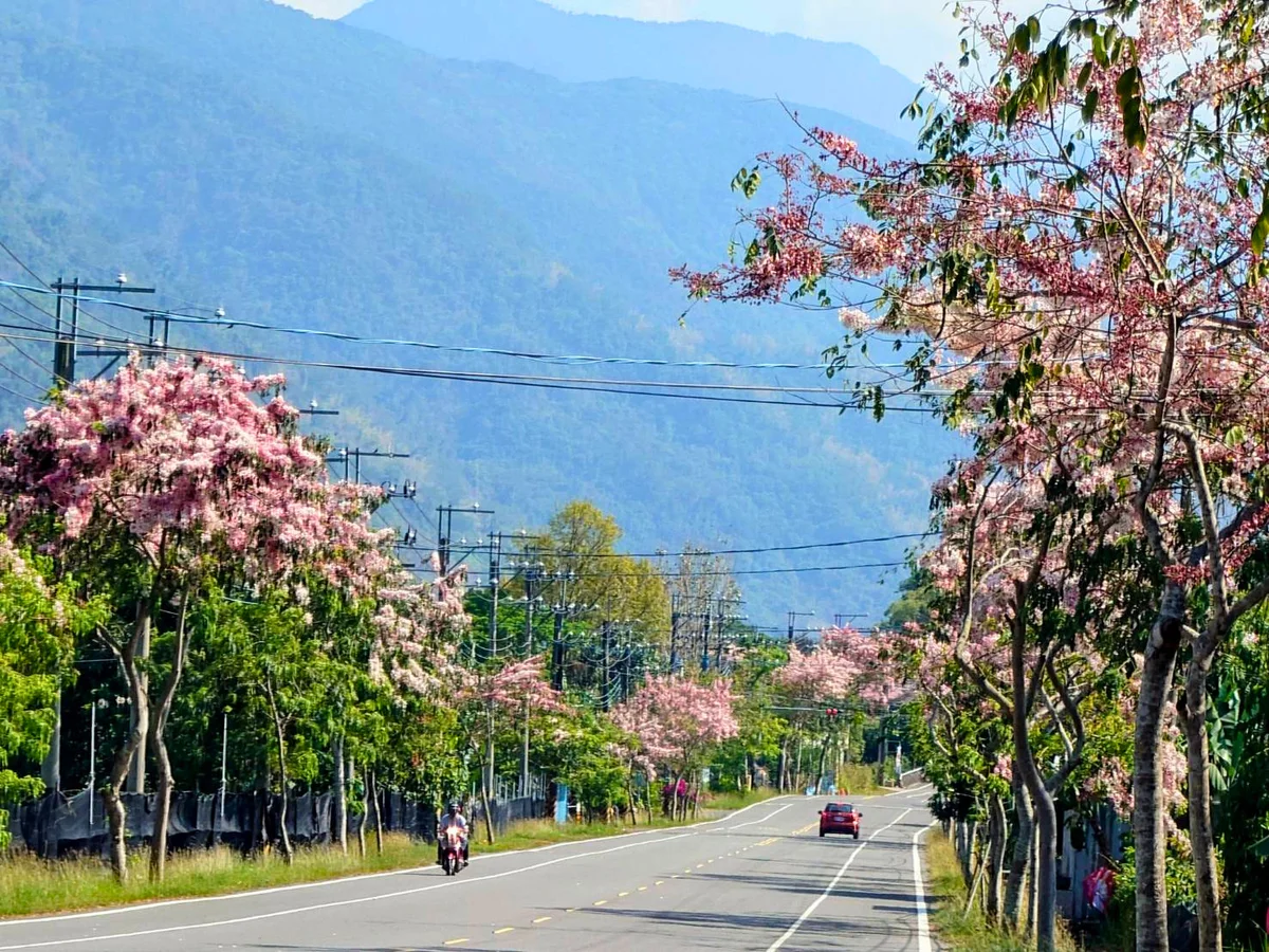 粉色花海綿延數公里　六龜台27甲線花旗木盛開
