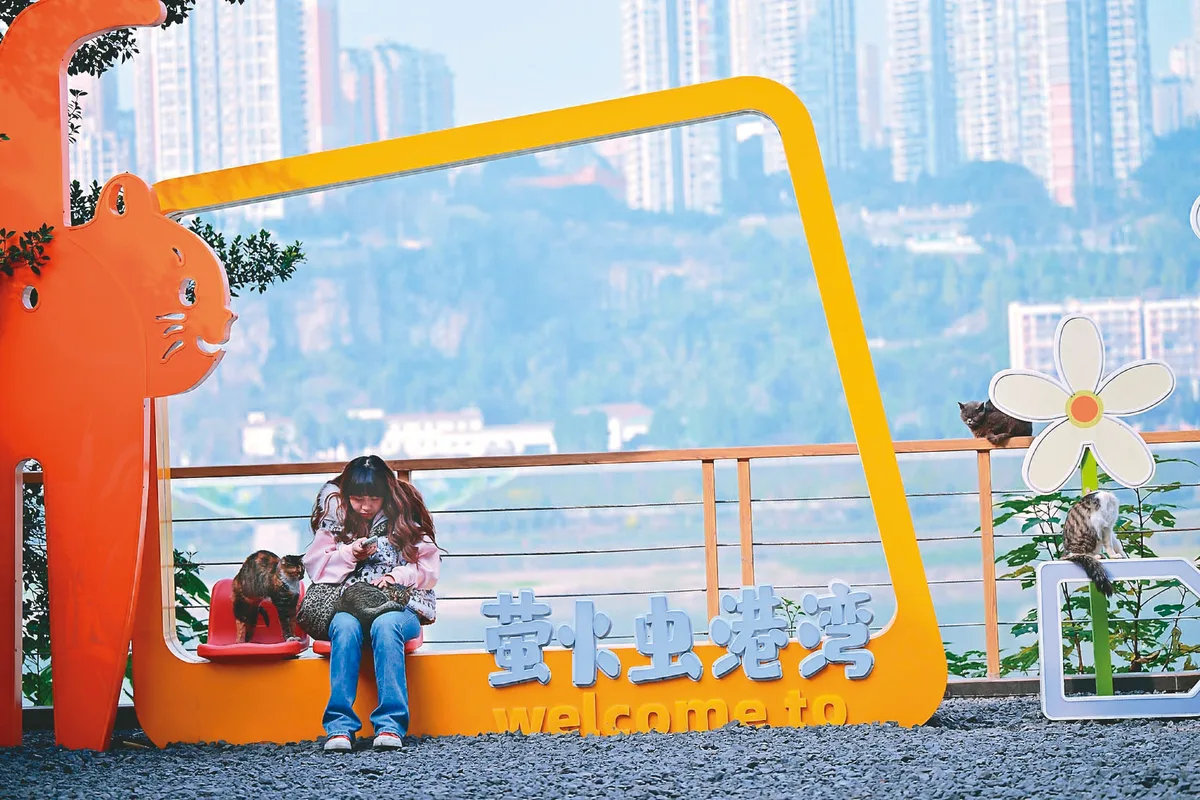 重慶貓樂園 625浪浪打工養自己