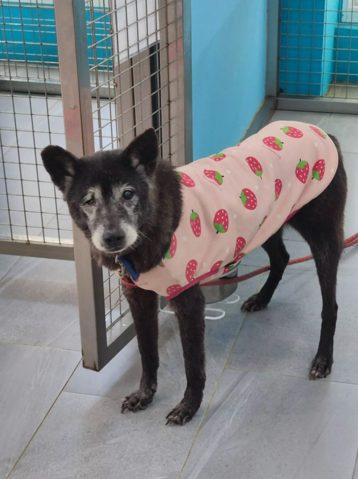 為提升中高齡犬貓認養機會 新北推終身免費醫療