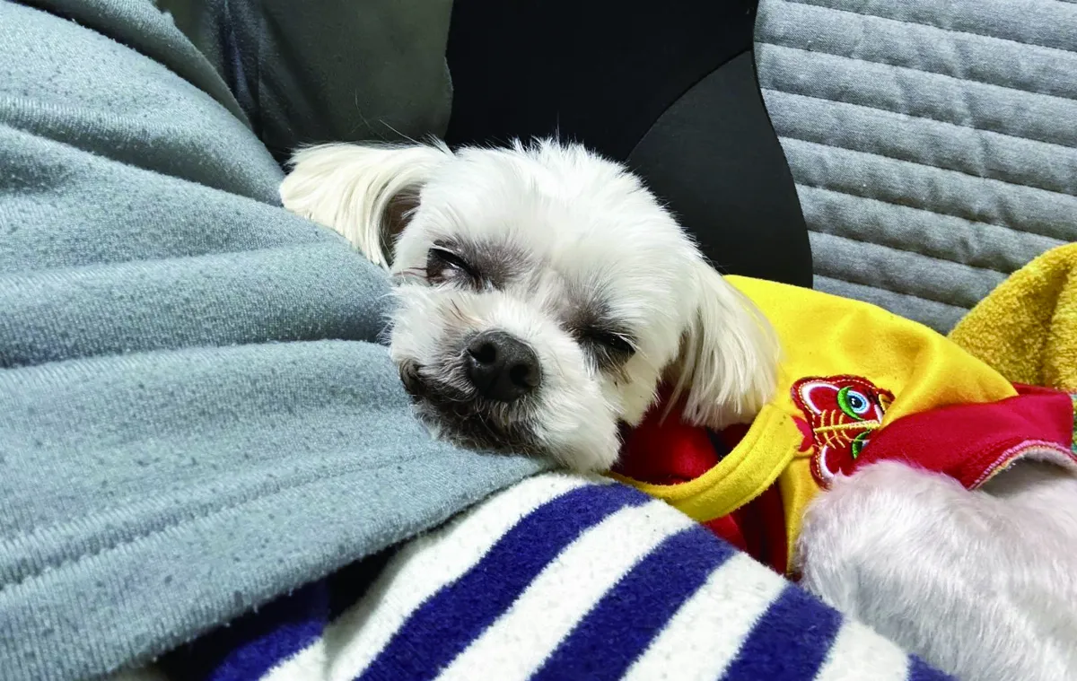 【生活快門】犬子午睡中